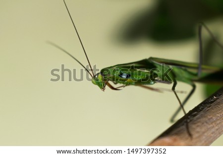Mantids- Mantis- a beautiful and interesting insect that looks like an alien