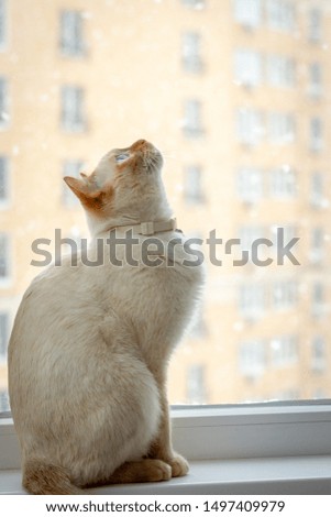 Thai (Siamese) red point cat sits at home in the winter on the windowsill and looks up at the falling snowflakes outside the window during Christmas.