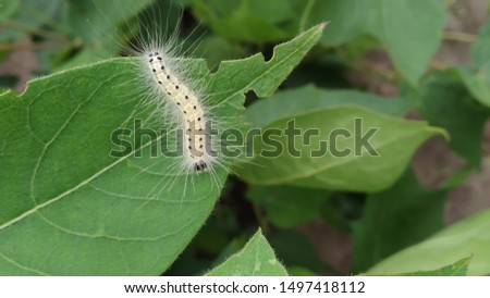 this is a picture of caterpillar.