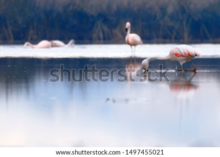 Group of Chilean Flamingos (Phoenicopterus chilensis) walking on the lake feeding