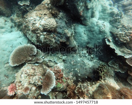 View of coral in deep ocean 