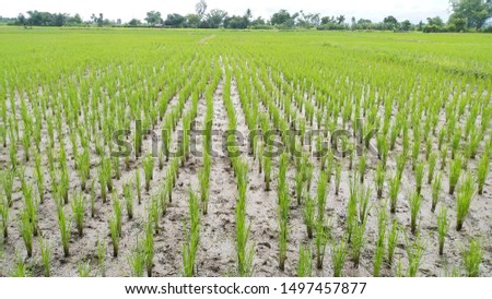 New rice plant in the rice fields, rainy season, northern part of Thailand.