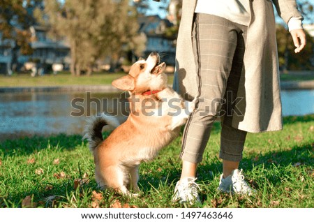 Corgi dog with girl in the park. beautiful autumn