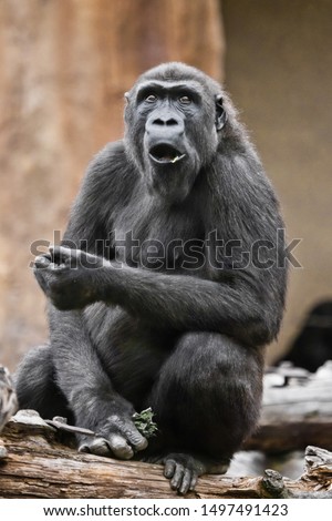 Very surprised (emotions) female gorilla opened her mouth, shock from what she saw, the life of monkeys. Royalty-Free Stock Photo #1497491423