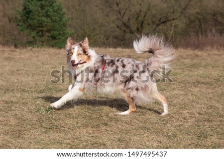 Smiling charming adorable sable red merle and white border collie male running outdoors in the park on spring time with background and grass.Most clever dogs breed in the world herding border collie 