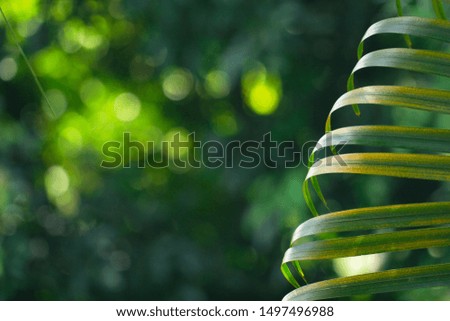 Green-yellow saturated leaves of a palm branch on a green background flashing from the sun close-up with place for text. Bright palm leaves close-up with copy space.