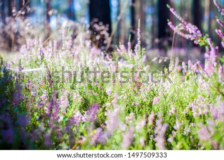 Morning in the forest. Blooming heather close-up. Latvia