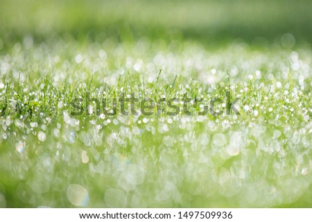 Bright green grass with drops of dew, beautiful bokeh, early morning. Gentle singing picture.