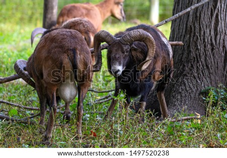 The mouflon (Ovis orientalis)  during mating season on game reserve.