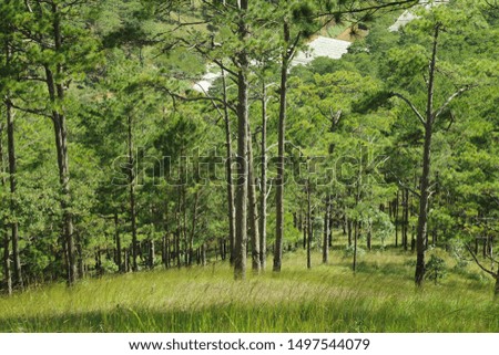 green pine woodland and beauty sunlight in the forest at sunrise