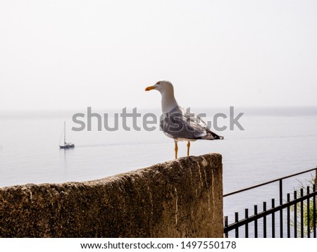 Seagull stands on a stone balcony against the sea