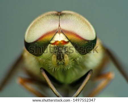 Extreme marco short Horsefly, Tabanidae.