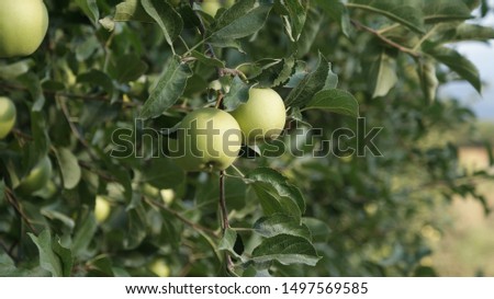 apples on a tree in the sun. early morning . close-up Royalty-Free Stock Photo #1497569585