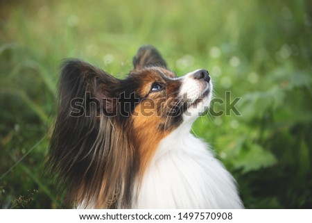Close-up Portrait of cute and beautiful papillon dog sitting in the green grass in summer. Profile image of Gorgeous Continental toy spaniel outdoors