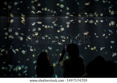 People watching and taking pictures of jelly-fish in big aquarium.