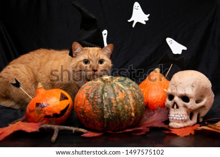red cat in a black hat with halloween pumpkin and autumn leaves on a black background