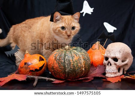 red cat in a black hat with halloween pumpkin and autumn leaves,skull and ghosts on a black background