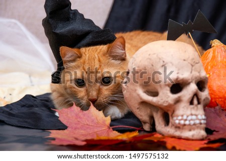 red cat in a black hat and skull on a autumn leaves on a black background