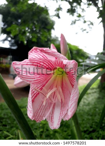 Hippeastrum flower pink blooming in garden