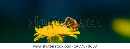 bee drone collects nectar on a marigold flower. Summer season, august. Web banner, for your design.