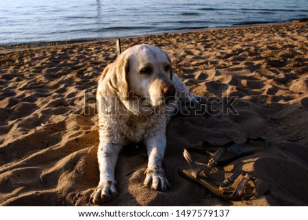 Pale labrador dog lies on a sandy beach at sunset on a summer evening