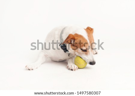 Jack Russell Terrier, lying and chewing a tennis ball, isolated on white