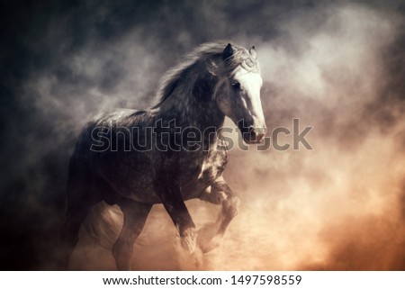 Beautiful portrait of a big Shire horse in misty background