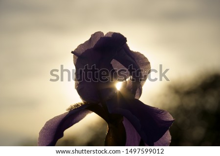 Iris bloom silhouette in front of the summer sun