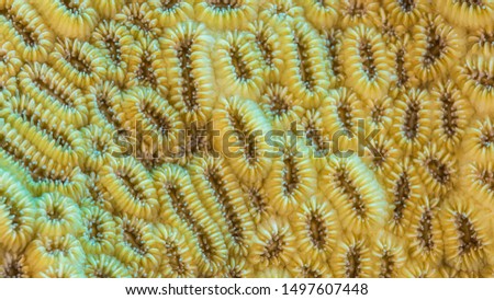 Close up of coral polyp in coral reef of the Caribbean Sea around Curacao