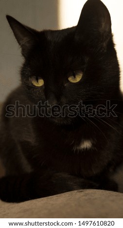 Portrait of a serious black cat.