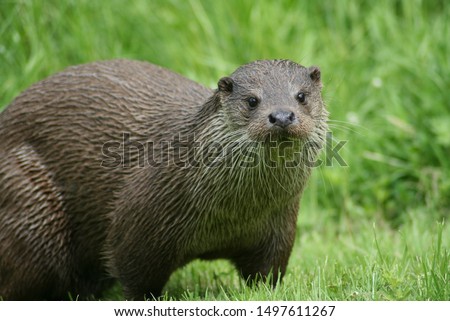 European otter protected species playing close up