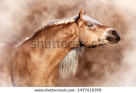 Beautiful Haflinger horse portrait in mist