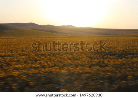 picture of sunflower field in the evening