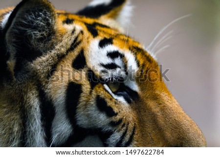 Face of Bengal tiger (Panthera tigris bengalensis) close up shot clear background for copy space