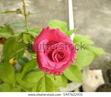 Closeup of pink rose flower and green leaves plant growing in the garden, nature photography