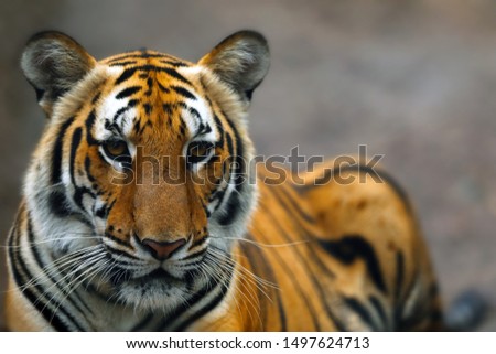 Face of Bengal tiger (Panthera tigris bengalensis) close up shot clear background for copy space