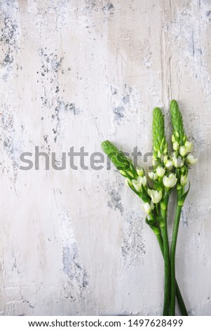 Textural white background with a fade to gray. Flowers on a textured white background. Copy space. View from above.The old wall.