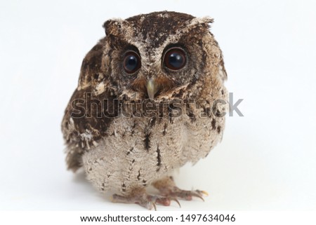 The Sunda scops owl (Otus lempiji) is a small brown owl that is speckled with black on the upper parts and streaked with black on the lower parts. Isolated on white backgroud