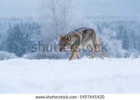 Young eurasian wolf stalking prey in snow with winter forest in background