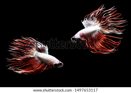 Betta fish from Thailand images, rose tail, crowntail, half moon, half moon plakat, dumbo half moon with black background