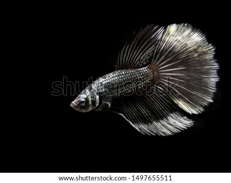 Betta fish halfmoon, crowntails, halfmoon plakat, dumbo HM and veiltail from Thailand in different color pattern and styles, Siamese fighting fish, on isolated black background.
