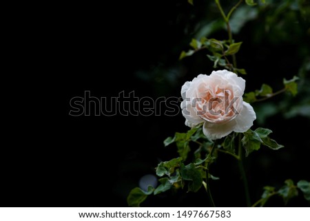 Beautiful pale pink vintage rose against dark copy space