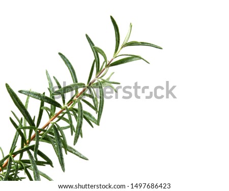 Fresh Rosemary Herb On White Background