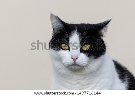 A portrait of a beautiful adult young black and white cat with big yellow eyes on the beige background