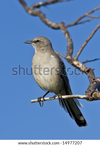 A perched mockingbird