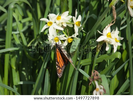 Monarch butterfly feeding on daffodils