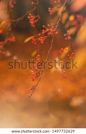 Autumn background texture. Branch with red berries close up