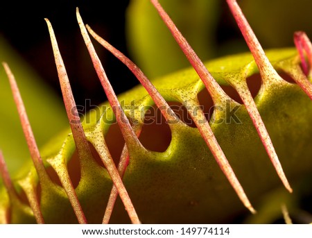 a venus flytrap closed