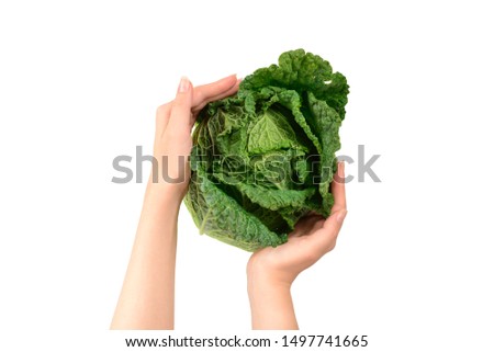 Green cabbage isolated on white background. In woman hands. 