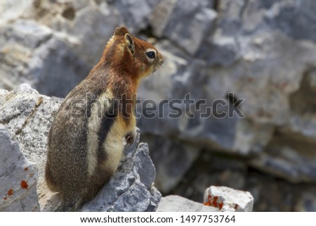 Canada, Banff National Park - a lovely little Canadian squirrel